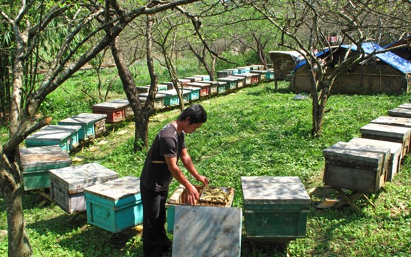 Trang trại ong mật Phú Quốc